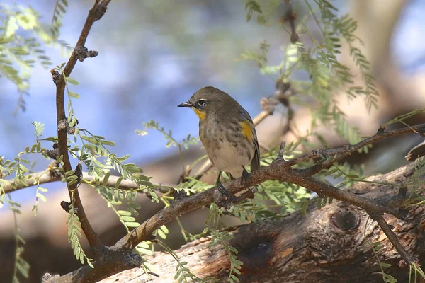 Gele Boszanger Audubon Vrouwtje Setophaga Coronata — Stockfoto