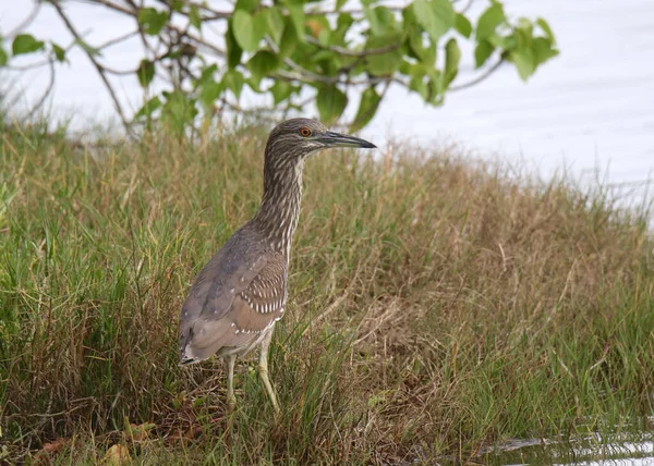 Héron Nuit Couronné Immature Nycticorax Nycticorax — Photo