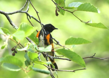 American Redstart (erkek) (setophaga ruticilla))