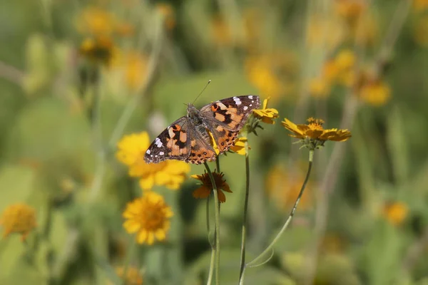 Painted Lady Butterfly Vanessa Annabella — Stock Photo, Image