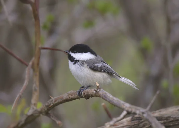 Black Capped Chickadee Poecile Atricapillus — Stock Photo, Image