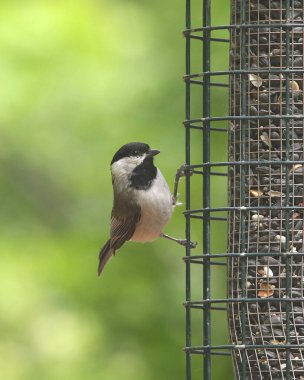 Carolina Chickadee (poecile carolinensis) bir tohum besleyicisinin üzerine tünemişti.