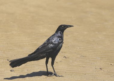Büyük kuyruklu Grackle (erkek) (quiscalus mexicanus)