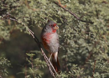 Pyrrhuloxia (erkek) (cardinalis sinuatis) 