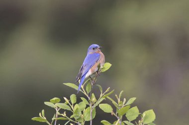 Doğu Bluebird (erkek) (sialia sialis) çalılığın tepesine tünedi
