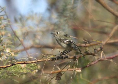 Yakut kaplama Kinglet (regulus calendula)