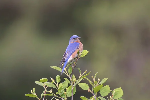 Doğu Bluebird (erkek) (sialia sialis) çalılığın tepesine tünedi