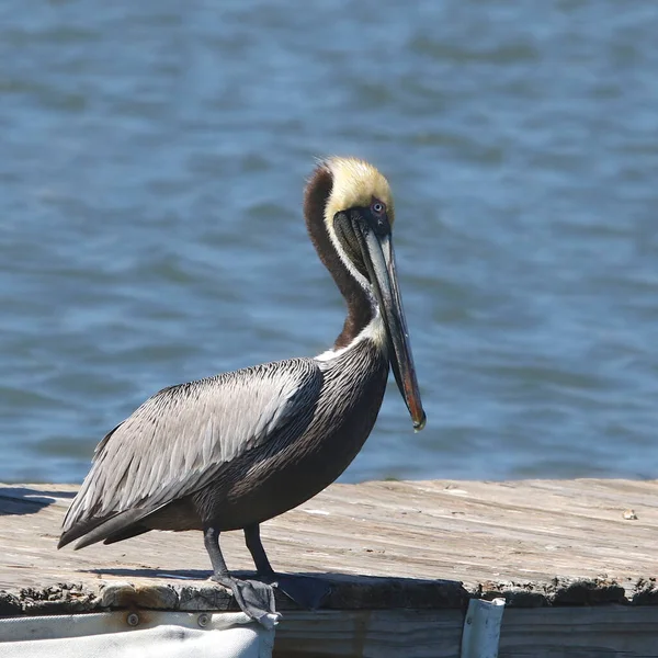 Pelícano Marrón Crianza Occidentalis Pelecanus Encaramado Muelle Madera — Foto de Stock