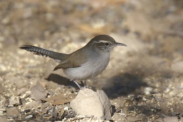 Bewick Wren Thryomanes Bewickii Nourrissant Sol — Photo