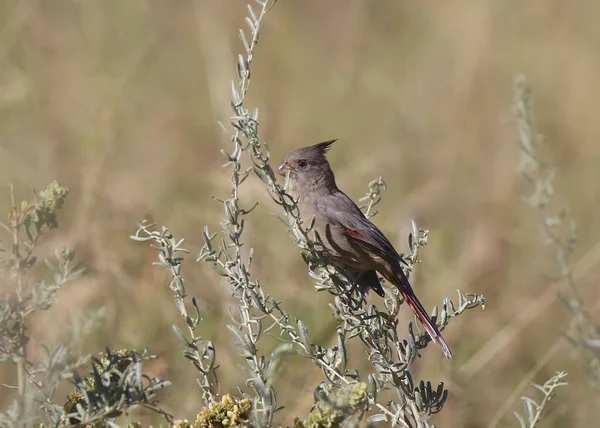 Pyhhuloxia Самка Cardinalis Sinuatis — стоковое фото