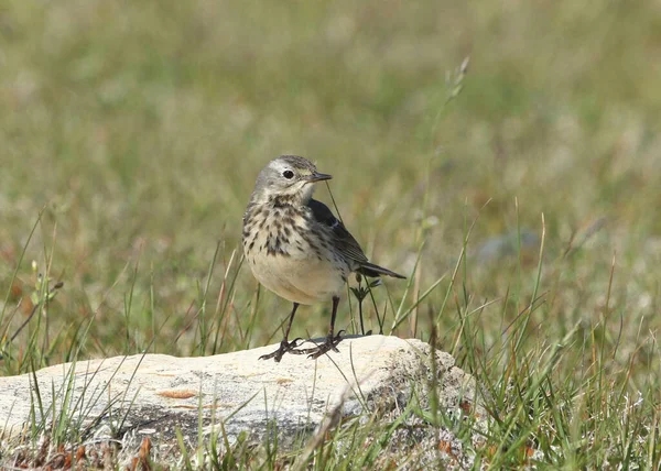 Amerikai Pipit Anthus Rubescens Ült Egy Nagy Szikla — Stock Fotó