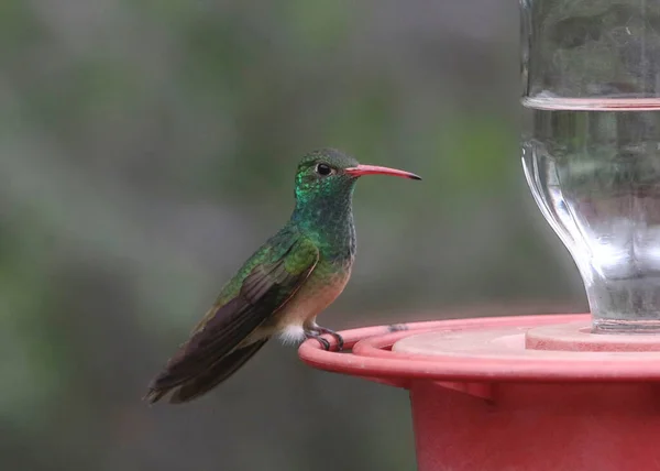 Kabarık karınlı sinekkuşu (Amazilia yucatanensis)