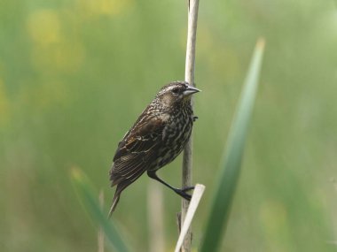 Kırmızı kanatlı Karatavuk (dişi) (Agelaius Phoeniceus)