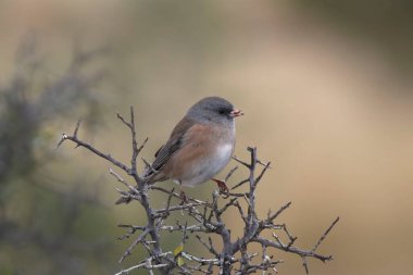 Koyu gözlü Junco (pembe kenarlı) (junco hyemalis))