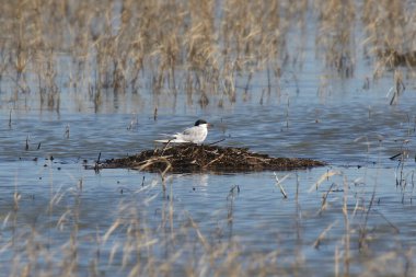 Forster 's Tern (sterna forsterstersterstersterstersterster) yuvasında oturuyor