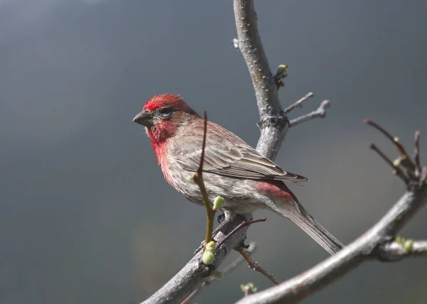 House Finch Muž Hemorhouse Mexicanus — Stock fotografie