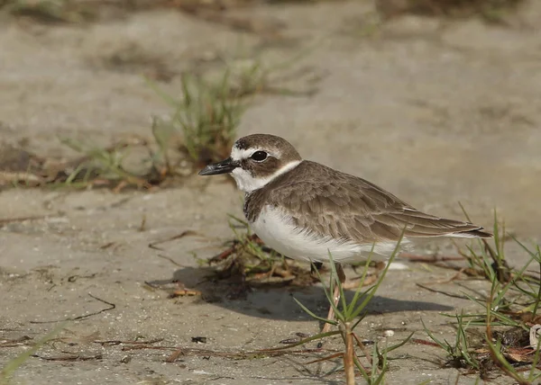 Подруга Вільсона Charadrius Wilsonia — стокове фото