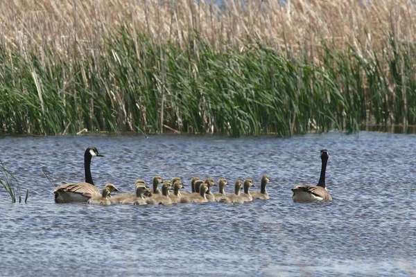 Famille Bernache Canada Branta Canadensis Adultes Oisons — Photo