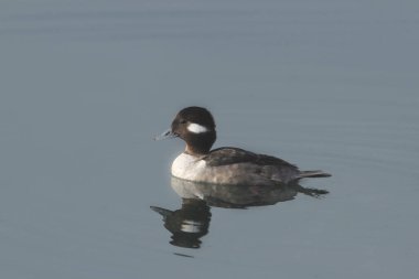 Bufflehead Duck (dişi) (bucephala albeola)