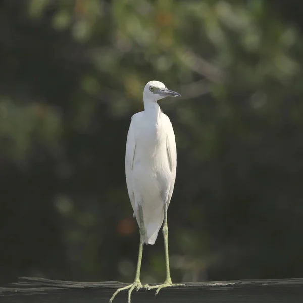 Garza Azul Inmadura Egretta Caerulea — Foto de Stock