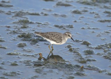 En az Sandpiper (üremeyen) (calidris minutilla) dağınık suda arama