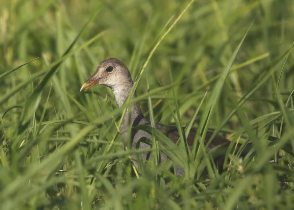 Gallinule Niedojrzały Galinula Galeata Siedzący Wysokiej Trawie — Zdjęcie stockowe