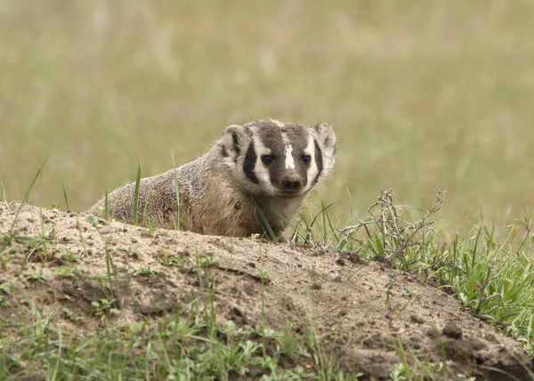 American Badger Mustelidae Sentado Chão — Fotografia de Stock