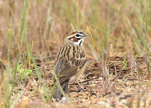 Lark Sparrow Condestes Grammacus Seduto Sull Erba — Foto Stock