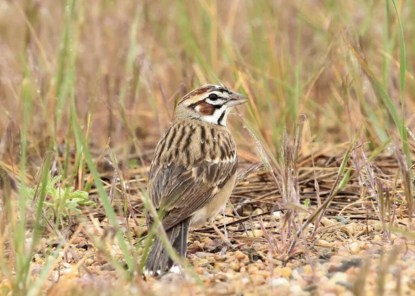 Gorrión Alondra Chondestes Grammacus Sentado Hierba — Foto de Stock