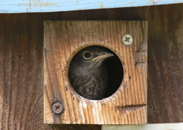 Batı Bluebird Olgunlaşmamış Sialia Mexicana Yuvalama Kutusundan Dışarı Bakıyor — Stok fotoğraf