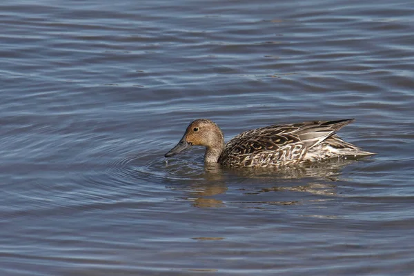 Kuzey Pintail (dişi) (ananas acuta)