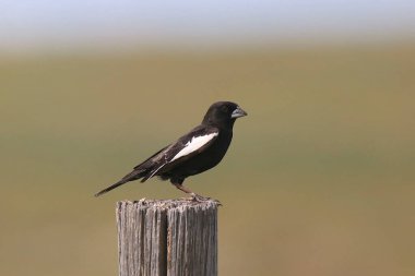 Lark Bunting (erkek) (kalamospiza melanocorys) ahşap bir direğe tünemiştir.