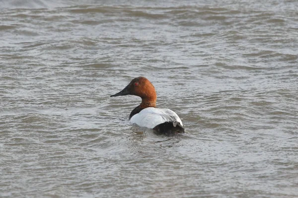 Canvasback Bebek Laki Laki Aythya Valisineria — Stok Foto