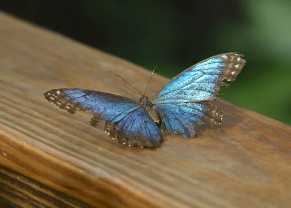 Blue Morpho Butterfly Morpho Peleides Alighted Wooden Railing — Stock Photo, Image