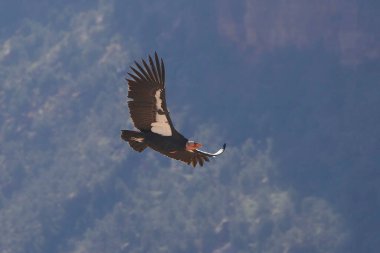 Kaliforniya Akbabası (gymnogyps californianus) aşağıdan görülmektedir.