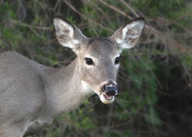 Beyaz kuyruklu geyik (dişi, kış rengi) (odocoileus virginianus)