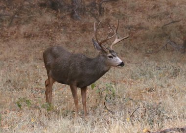 Katır Geyiği (buck) (odocoileus hemionus) 