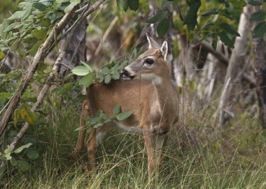 anahtar geyik (odocoileus virginianus clavium) 