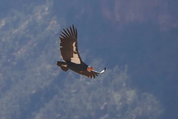 California Condor Gymnogyps Californianus Voo Visto Baixo — Fotografia de Stock