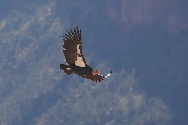 Kaliforniya Akbabası (gymnogyps californianus) aşağıdan görülmektedir.