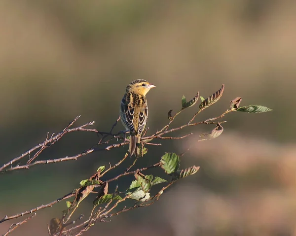 Bobolink Nőstény Dolichonyx Oryzivorus — Stock Fotó