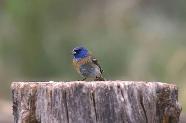 Lazuli Bunting Maschio Passerina Amoena Appollaiata Grosso Ceppo — Foto Stock