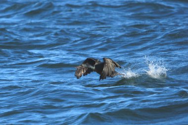 Brant 'in Karabatağı (phalacrocorax peniccillatus) sudan kalkıyor