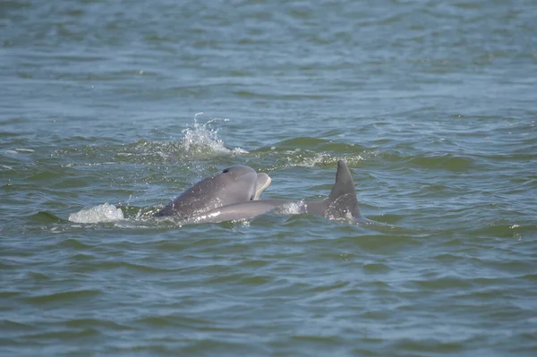 Gewone Dolfijnen Spelen Oceaan Delphinus Delphis — Stockfoto