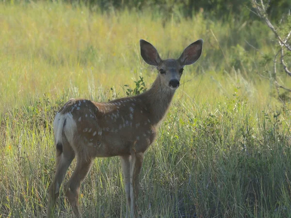 Mule Deer Juvenile Odocohellus Hemionus — стоковое фото