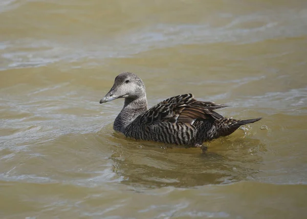 Eider Duvet Femelle Somateria Mollissima — Photo