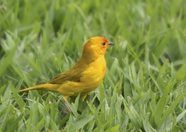 Safran Finch (Sicalis flaveola)