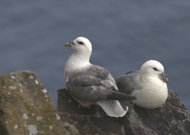 İki Kuzey Fulmarus (fulmarus glacialis) kayalık bir uçuruma tünemiştir.