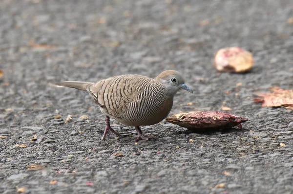 Zebra Dove Geopelia Striata Foraging Ground — Foto Stock