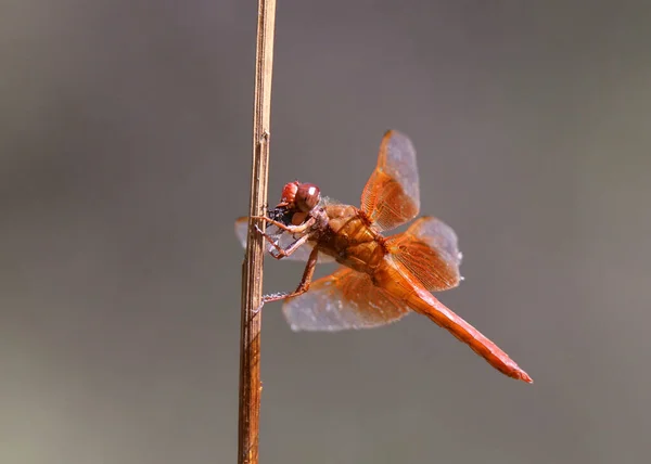 Flame Skimmer Dragonfly Libellula Saturata Clinging Small Branch — Stockfoto